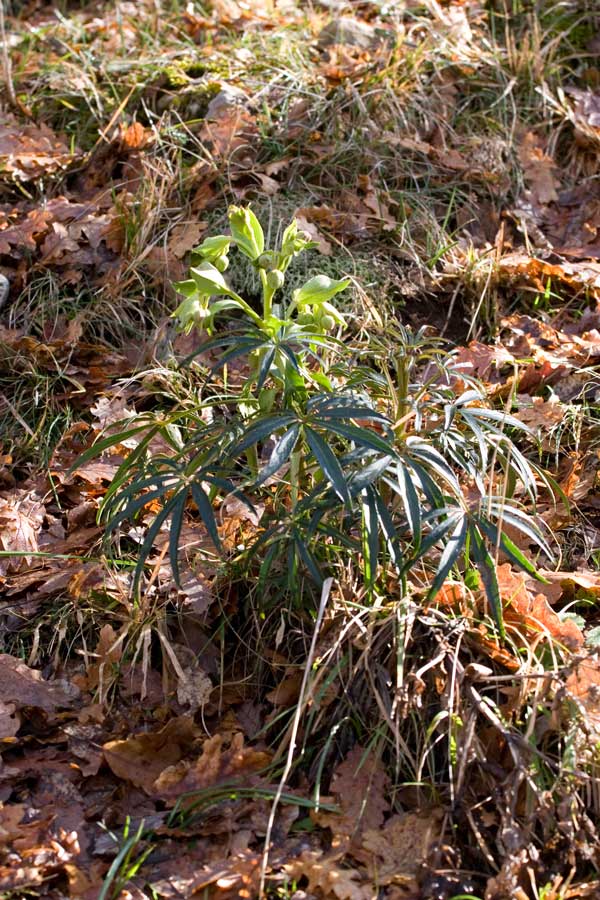 Pianta dal Lazio - Helleborus foetidus